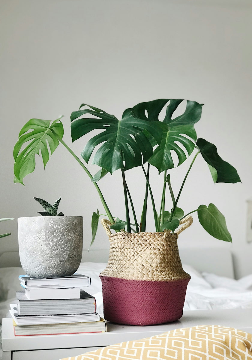 Plant